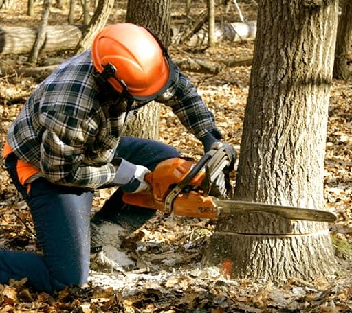 Tree Removal in Woodbury, GA